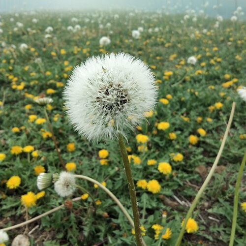 野生 食用 蒲公英 种子 种籽 药用 婆婆