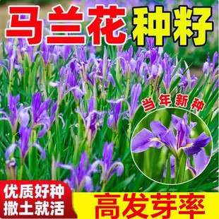 马莲种子马蔺马莲花籽蝴蝶兰花庭院公园绿化四季播种马兰花草籽孑