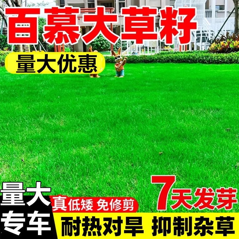 百慕大草籽耐热耐旱庭院绿化小区公园四季常青耐践踏草坪种子