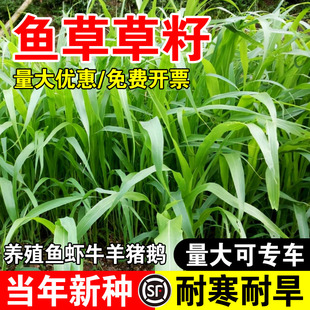 鱼草草籽专用草种高丹草籽四季牧草鱼草种籽玉米种植高粱