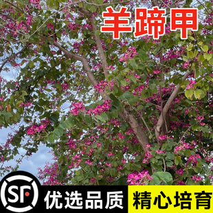 羊蹄甲种子红花洋蹄甲花园林庭园观赏香港洋大花紫荆玲甲