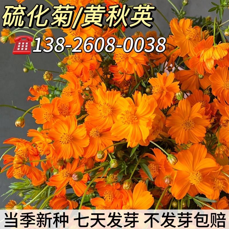 硫华菊种子格桑花种子黄波斯菊花籽庭院景观绿化花海花卉草花种子