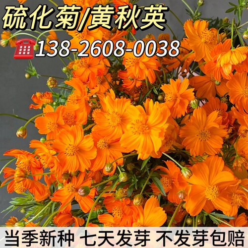 硫华菊种子格桑花种子黄波斯菊花籽庭院景观绿化花海花卉草花种子