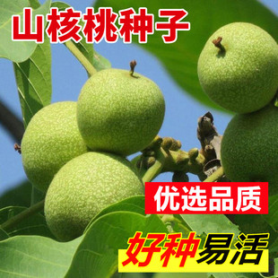 山核桃树种子南北方种植盆栽地栽嫁接薄壳纸皮文玩核桃树当年结果
