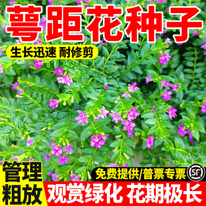 萼距花紫色满天星种子四季可播图片