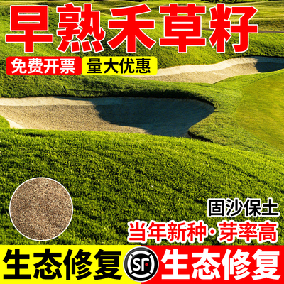 早熟禾四季常青边坡耐热耐旱