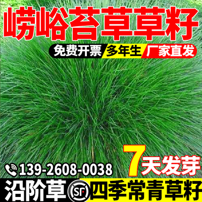 崂峪苔草种子多年生草坪叶量多