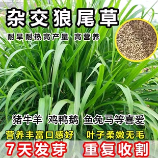牧草种子狼尾草种子杂交狼尾草高产型供草期长多次刈割禽畜牧草籽