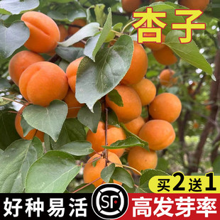 家杏核种子杏树种子  果树种子杏子树种子可以嫁接各种优良杏树