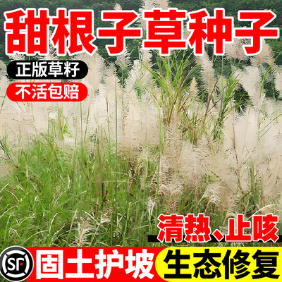 甜根子草籽防风固沙保水高产