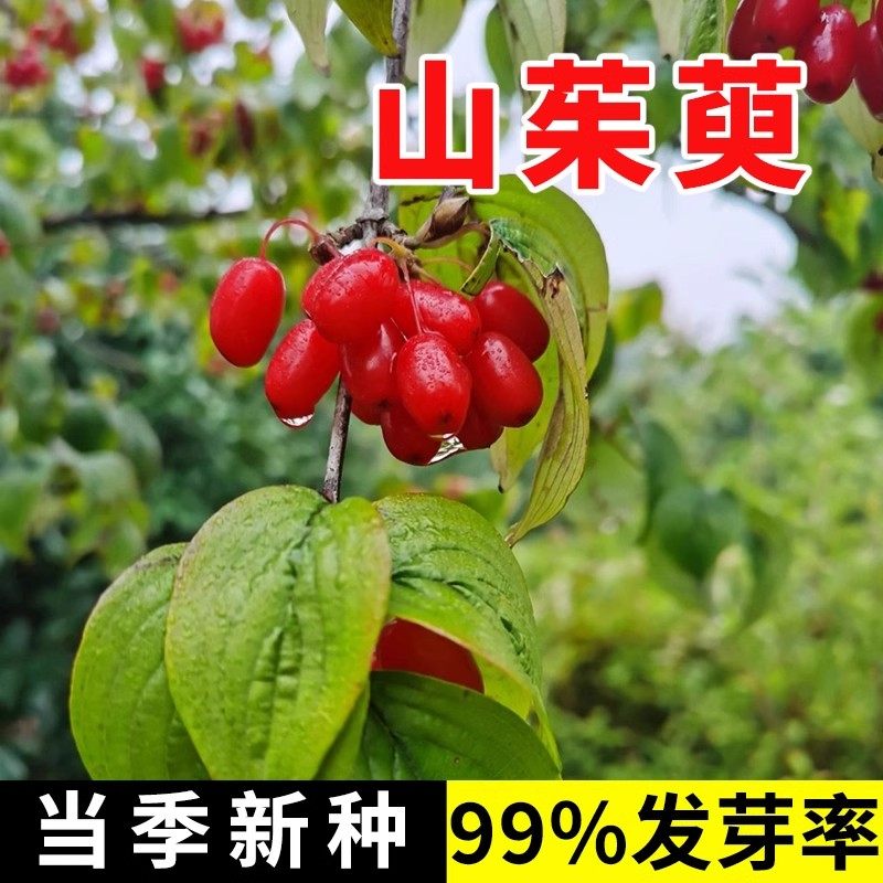 山茱萸种子 山萸肉山芋肉山于肉 红衣仙子种子籽孑包邮