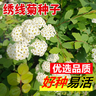 绣线菊种子抗旱抗寒花卉景观易播易种绿植庭院花海珍珠梅种籽