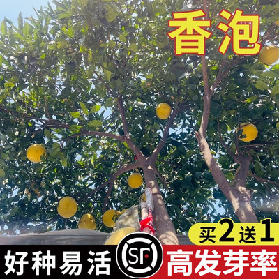 香圆树香橘子树种子香柚子树种子