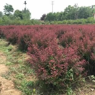 灌木红叶小波种子红叶小檗种子紫叶小檗种子绿化林木种子