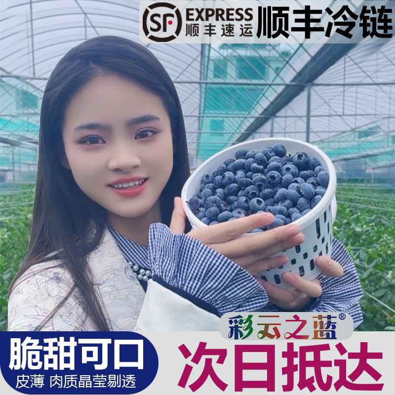 云南高原露天蓝莓仿生态脆甜花香