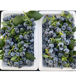 【限量串果】云南露天脆甜香蓝莓当季现采摘孕妈妈小宝贝都适合