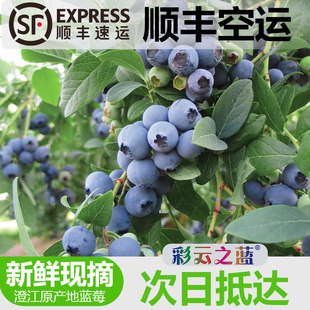 (限量果王 )25号花香蓝莓活动款脆甜口感怡颗甜蓝莓小孩孕妈