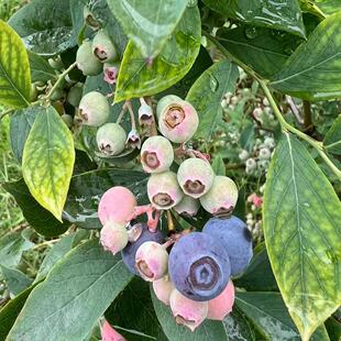 (龙珠蓝莓)云南澄江抚仙湖脆甜多汁花青素满满果园源头现采现发