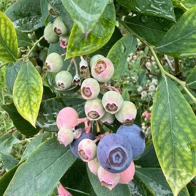 （龙珠蓝莓）云南澄江抚仙湖脆甜多汁花青素满满果园源头现采现发