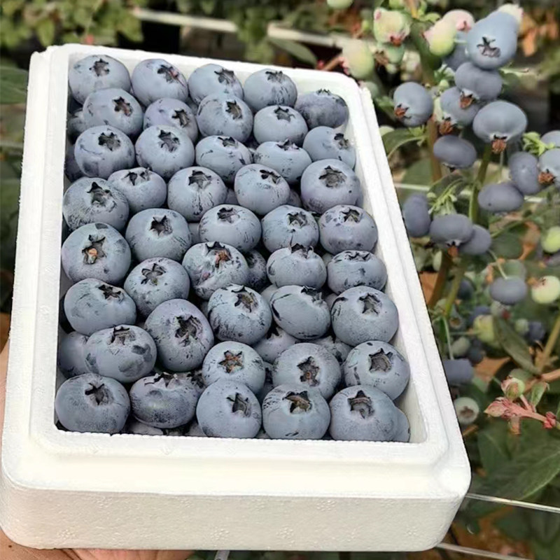 正宗云南澄江抚仙湖25号花香蓝莓脆甜可口顺丰空运小孩孕妈巨推荐