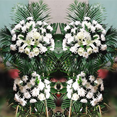 白菊鲜花价格 白菊鲜花图片 星期三