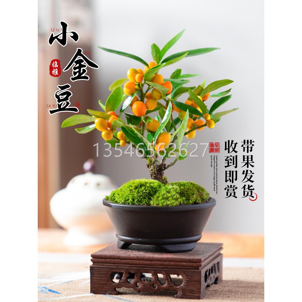 小金豆盆栽新中式盆景金豆树苗带果桌面禅意绿植室内好养易活四季