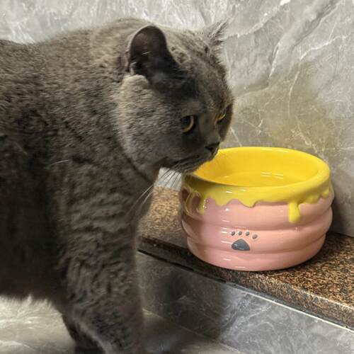 蜂蜜罐猫碗陶瓷猫食盆保护颈椎不易打翻大口径猫粮碗宠物猫咪用品