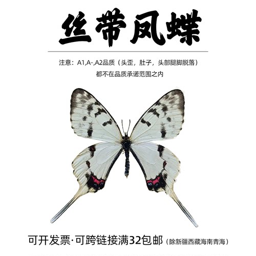 丝带凤蝶手工DIY真蝴蝶原蝶