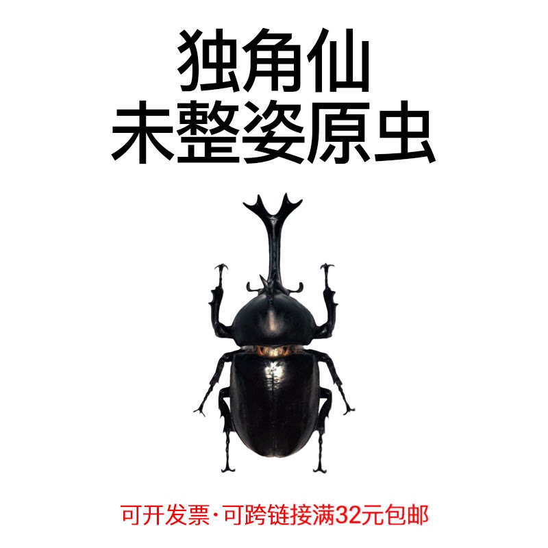 真昆虫独角仙标本未整姿原虫机械甲虫湿虫手工DIY造景材料微距摄