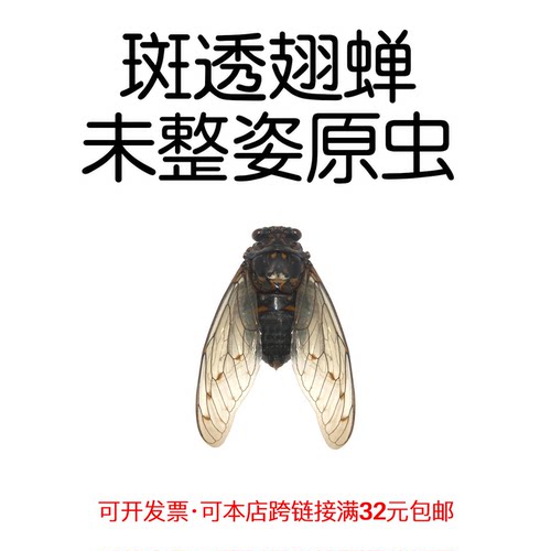 昆虫未整姿斑透翅蝉手工标本材料