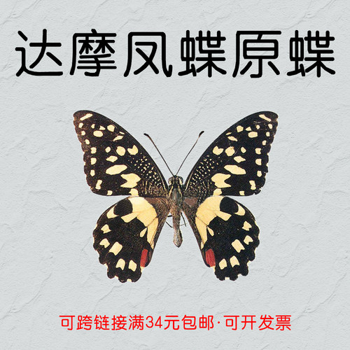达摩凤蝶未展翅原蝶蝴蝶标本
