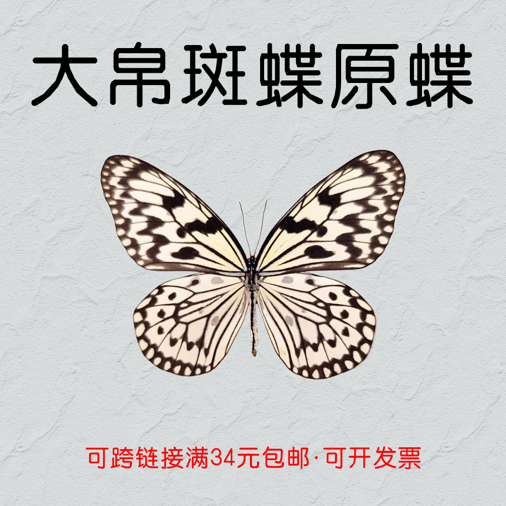 大帛斑蝶真蝴蝶原蝶未展翅蝴蝶标本diy制作干制蝴蝶展翅材料
