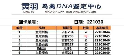 玄凤牡丹虎皮鹦鹉公母验卡dna验卡雏鸟幼鸟鸟禽公母性别鉴定