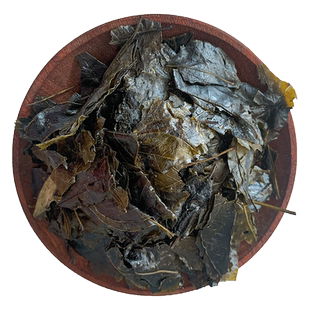 苦丁茶500g克侧柏叶新鲜侧柏叶可配桑叶叶脱发生发包邮