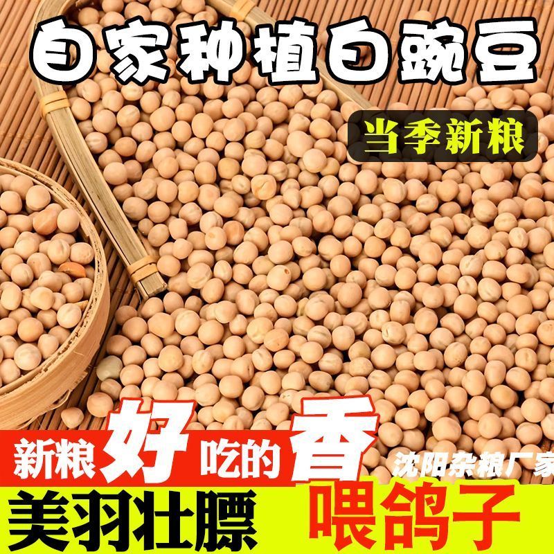 当季白豌豆100斤优质鸽粮50斤豌豆喂鸽子新鲜款20斤鸟食鸽子粮