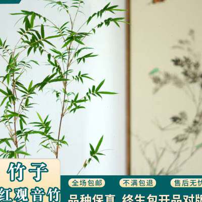 致一生兰园红运观音竹客厅庭院阳台盆景绿植寓意节节高好养易活
