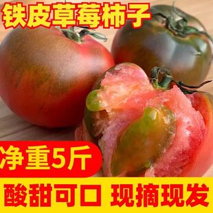 丹东草莓柿子水果西红柿5斤新鲜当季 自然熟正宗铁皮柿子番茄