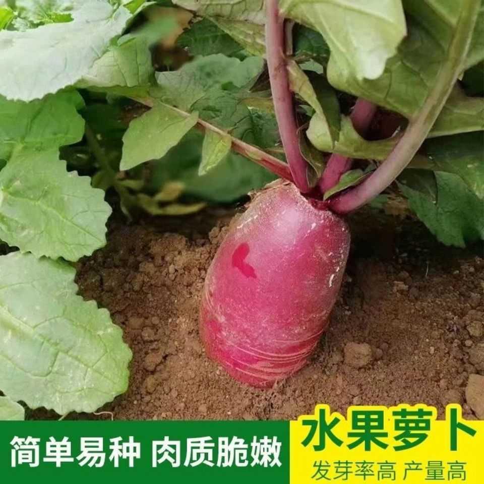 红心水果萝卜春秋种子夏季四季播菜籽红心红皮萝卜种子甜脆透心红