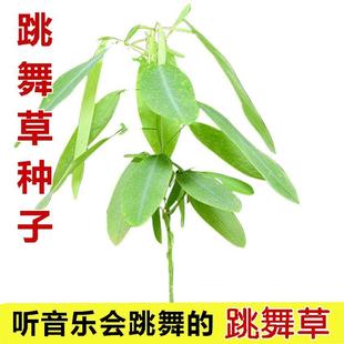 跳舞草含羞草种子运草种子听到音乐会跳舞 幸 神奇植物花卉