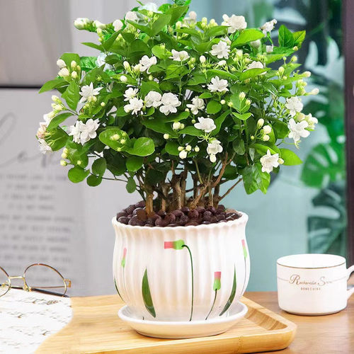 茉莉花苗盆栽带花苞九里香老桩驱蚊水培栀子花卉绿植物室内四季开