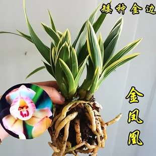 兰花金边矮种金凤凰精品四季兰花建兰名品圆尾艺兰室内客厅花卉草