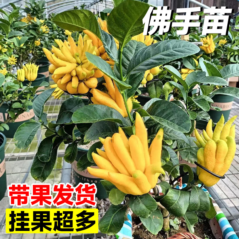 佛手树盆栽带果佛手柑树苗盆景金华新鲜佛手瓜室内办公室庭院绿植