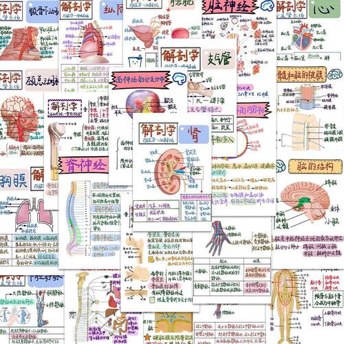 医学生解剖医学贴画创意贴纸手账
