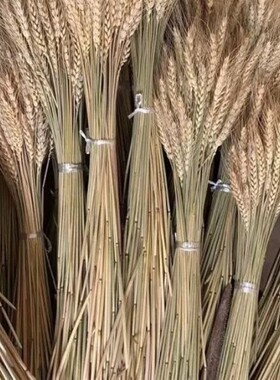 天然麦穗干花花束开业大概田园装饰礼品拍摄道具稻穗干花真花