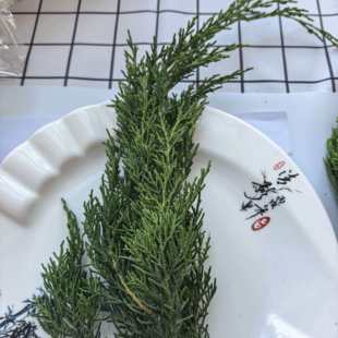 纯天然真松柏枝叶 龙柏叶子圣诞树装饰diy花环永生花松塔摆件扁柏