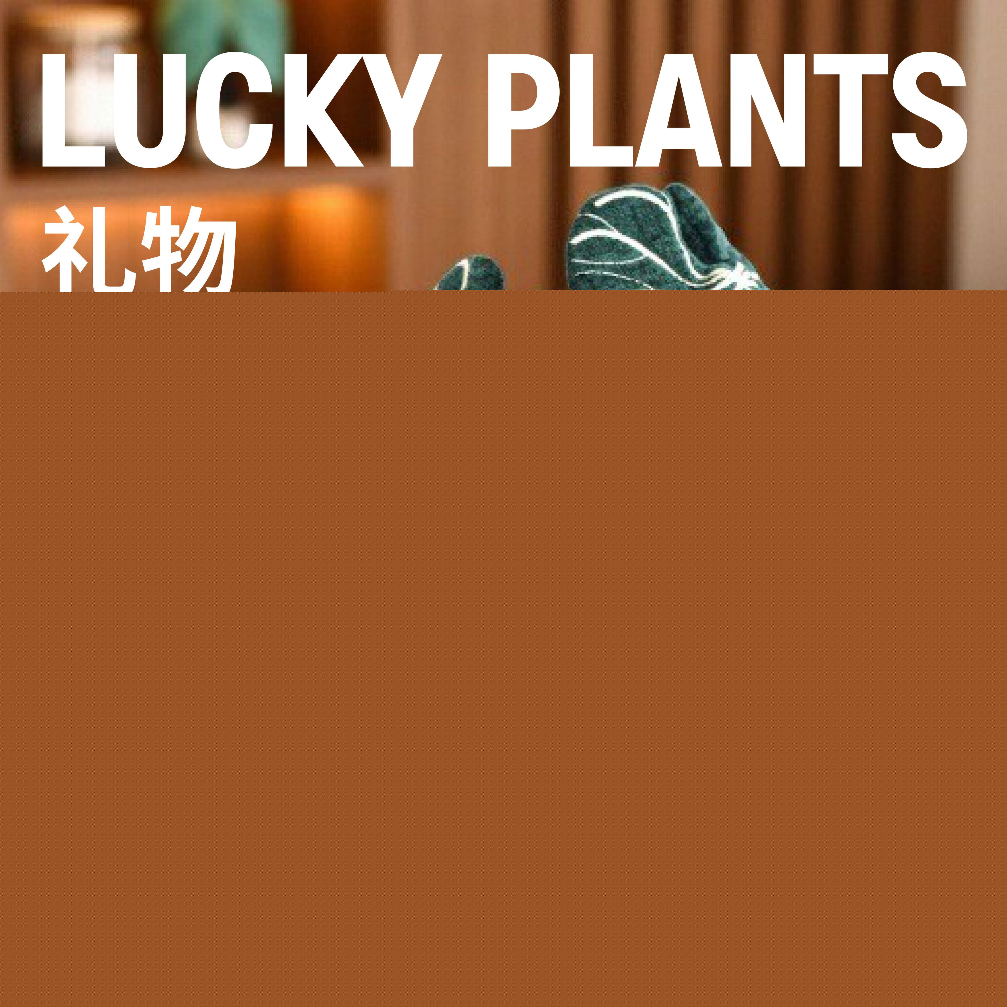 超级植物毛绒盆栽植物园同款桌面创意摆件植荒玩偶生日新年礼物