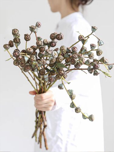 尤加利老果-云南鲜花基地直发~好养护~花期长