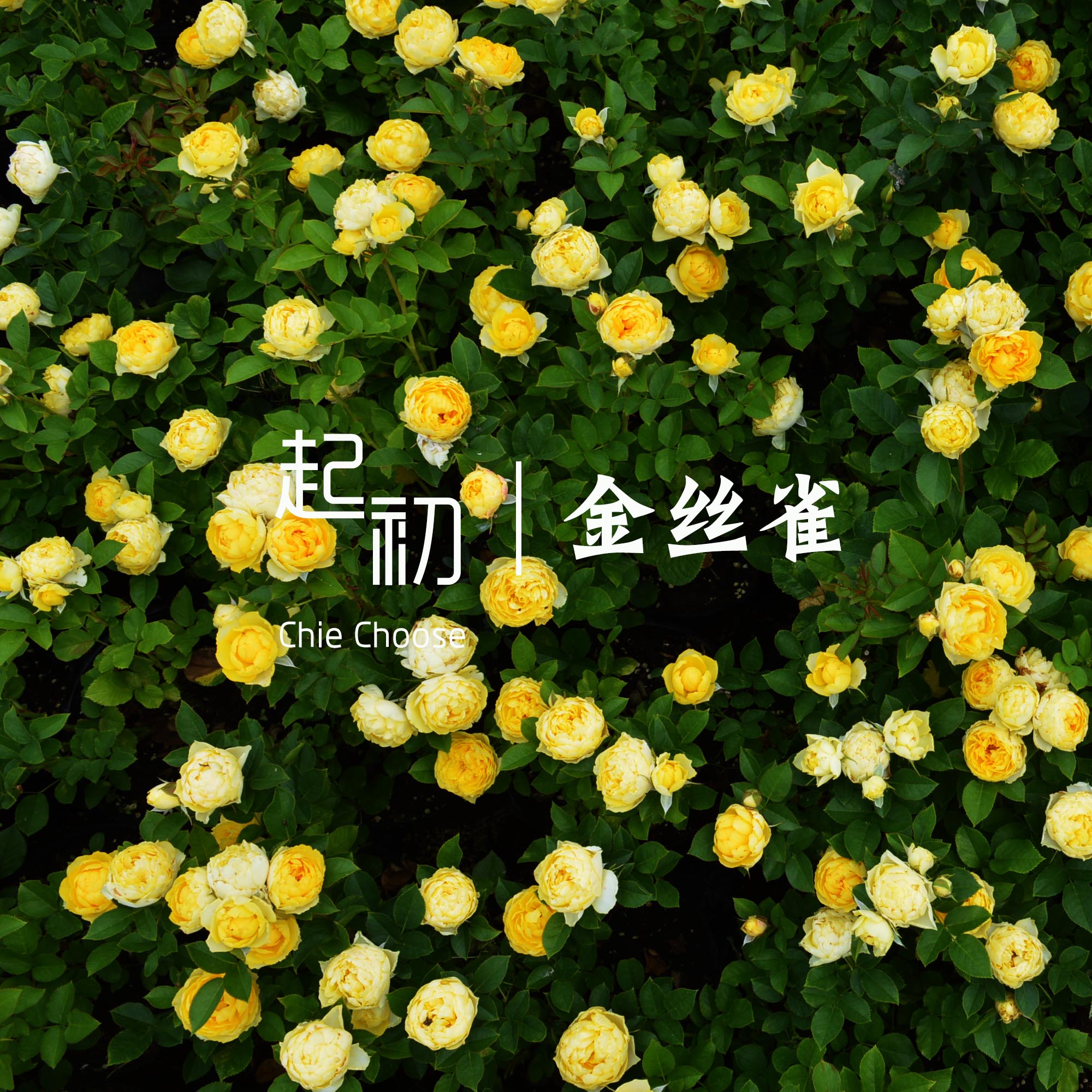 金丝雀大花微月花苗多头丰花勤花月季耐热多季阳台盆栽