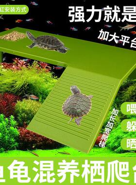 Brazilian tortoise, grass tortoise, yellow-edged tortoise, drying back and supplementing calcium, fl