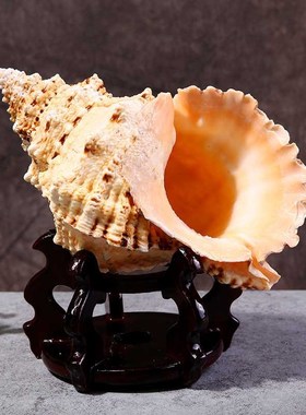 Manufacturers direct sales of natural seashells large frog